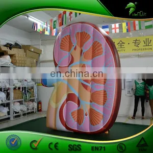 Factory New Design Inflatable Human Ear Model thumbnail-2