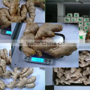 Prices Of Ginger Dried And Ginger Fresh thumbnail-2