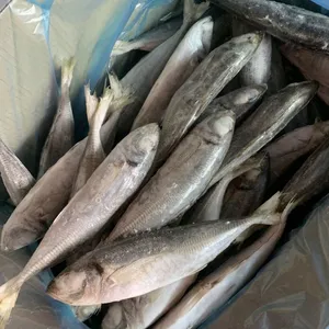 Horse Mackerel 100-200/trachurus Japonicus/mackerel Trachurus Japonicus thumbnail-4