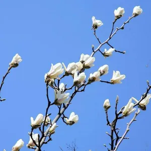 Magnolia Denudata Prices, Quotation Table From Origin, Pictures thumbnail-2