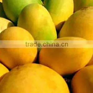 Alphonso Mango Supplier thumbnail-1