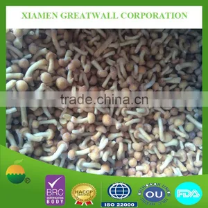 Freezing Pholiota Nameko Mushrooms for EU Market thumbnail-1