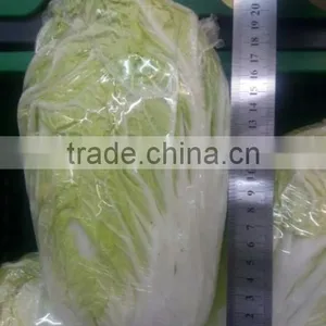 Fresh Chinese Cabbage thumbnail-2