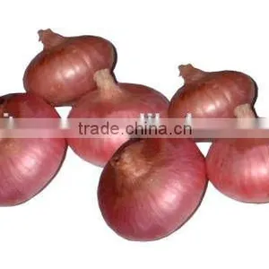 Fresh Onions Fresh Red Onions for Sale Types Red Onions thumbnail-1