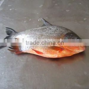 Black Pomfret Whole Round thumbnail-1