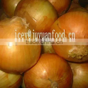 Fresh Yellow Onion in China thumbnail-1