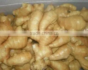 Nissin Condiment,fresh Ginger Paste,low Price Ginger,OEM Factory Foods, thumbnail-2