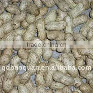 Peanut in Shell (Large Size) thumbnail-1