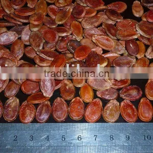 Red Watermelon Seeds thumbnail-1