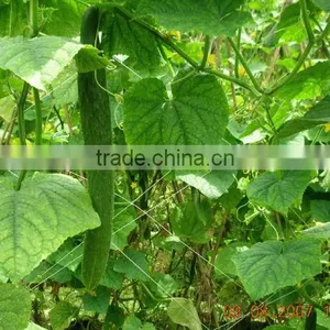 Plant Support Net/ Plant Climbing Net thumbnail-3