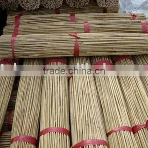 Bamboo Sticks/Tonkin Bamboo Sticks thumbnail-1