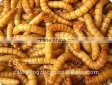 Dried Mealworms for Bird With High Protein thumbnail-1