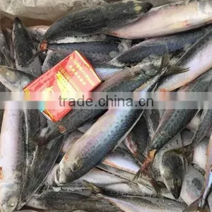 Fresh And Frozen Fish Pacific Mackerel thumbnail-1