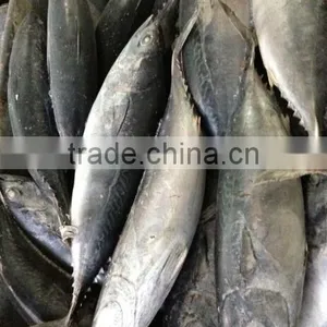 Seafrozen Bonito Tuna Fish 300-500g New Stock thumbnail-2