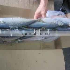 Frozen Mackerel Seafrozen 100% Net Weigh thumbnail-1