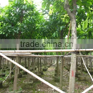 Ficus Lacor thumbnail-1