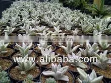 Succulent Plant Kalanchoe Eriophylla Snow thumbnail-1