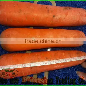 (HOT) Fresh Garlic,Garlic Exporters China thumbnail-4