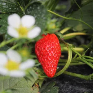 Milk Strawberry Seedlings thumbnail-1