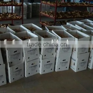 Organic Ginger Supplier thumbnail-1