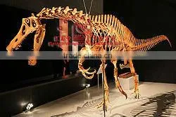 Exhibition Dinosaur Skeleton Replica Of Irritator thumbnail-1