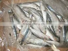 Fresh Frozen Sardine thumbnail-1