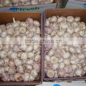 Garlic thumbnail-1