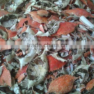 Crab Shell thumbnail-1