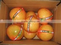 Sweet Pomelo thumbnail-1