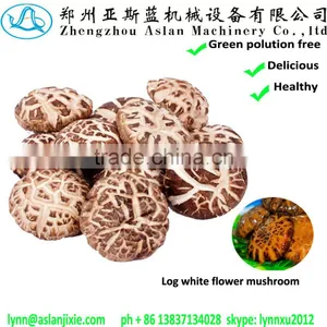 Hot Sale Log White Flower Mushroom thumbnail-2