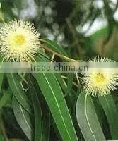 Eucalyptus Oil thumbnail-2