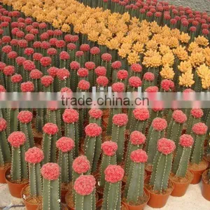 Big Grafted Cactus thumbnail-1