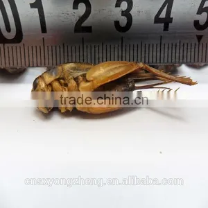 Pet Bird Food Vacuum Dried Crickets thumbnail-4