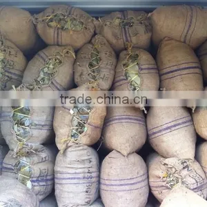 Vietnam Cinnamon Herb thumbnail-3