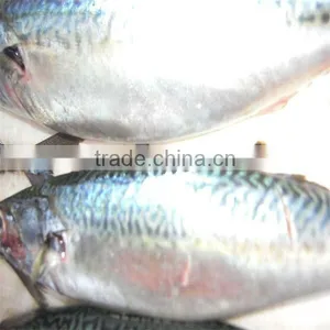 Fresh and Frozen Mackerel Fish for Sale thumbnail-1