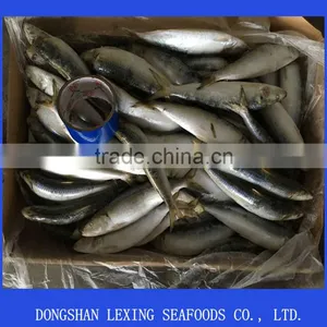 Sardine Fish Frozen thumbnail-1