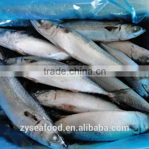 New Arrival Competitive Price Frozen Mackerel thumbnail-2