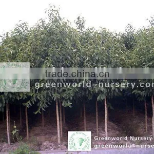Michelia Tree thumbnail-1