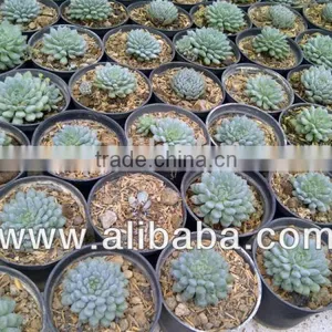 Echeveria Setosa Deminuta, Decorative Plants Echeveria, Succulent Plants, Tropical thumbnail-1