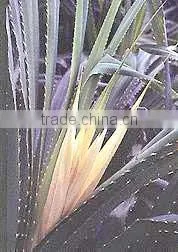 Kewra Absolute Oil thumbnail-1