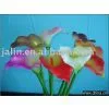 Dried Flower thumbnail-1