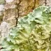 Parmotrema Tinctorum P.E. thumbnail-1