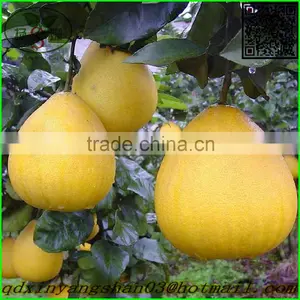 Pomelo / Yellow Pomelo /green Pomelo thumbnail-3