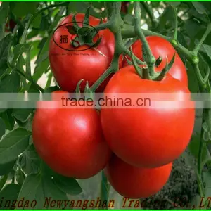 (HOT) TOMATO/TOMATOES/RED TOMATO thumbnail-1