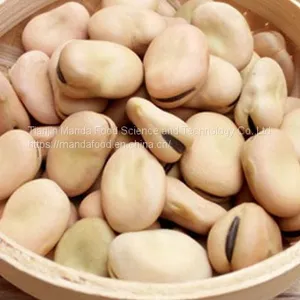 Broad Bean thumbnail-1