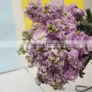 Cheap Best-Selling Light Purple Violets thumbnail-1
