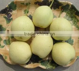 Shandong Fresh Ya Pear thumbnail-1