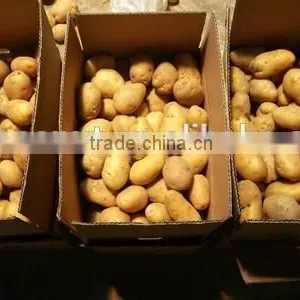 New Crop Sweet Potato Buyers With High Quality thumbnail-1