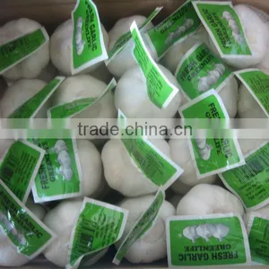 Fresh Garlic 5cm thumbnail-1