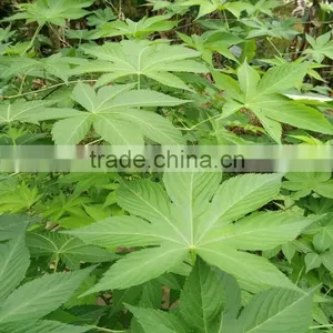Health Tea Sweet Tea Extract Rubusoside Sweet Tea Leaf thumbnail-1